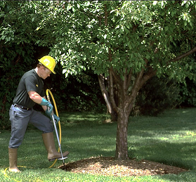 Image of Tree injection fertilizer