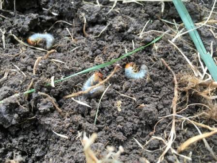 Top 10+ What is a white grub 6 White Grub life cycle and how to control them | LebanonTurf
