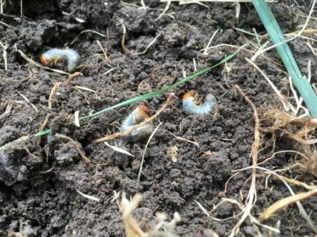 White Grub life cycle and how to control them | LebanonTurf