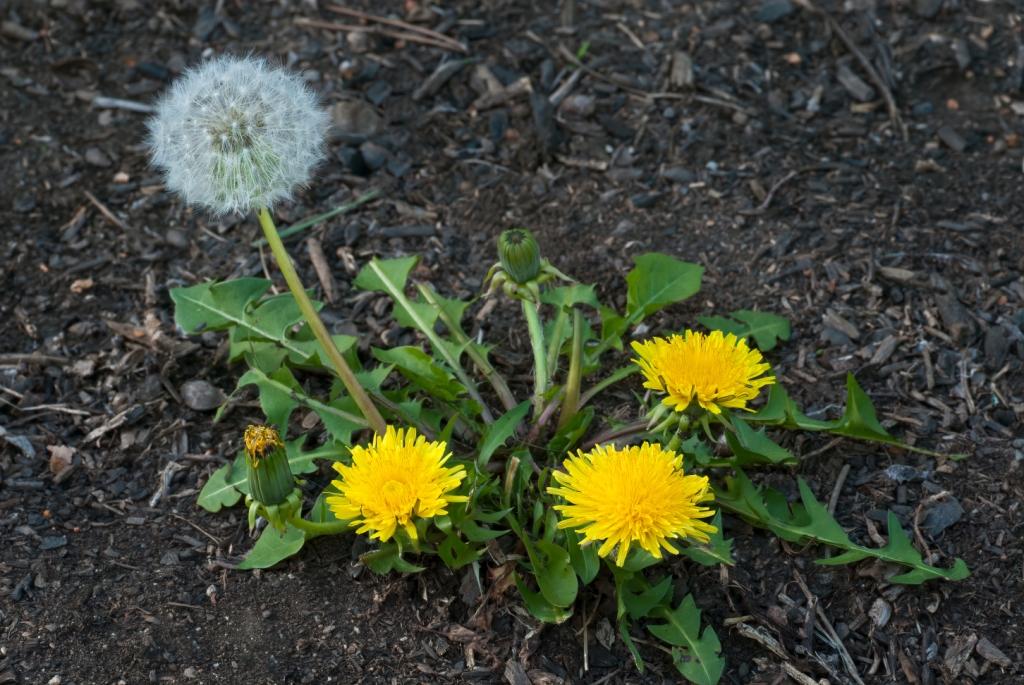 Image of Dandelion perennial weed