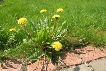 Dandelion weeds, how they spread and how to control them | LebanonTurf