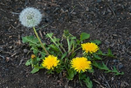 Dandelions weeds store