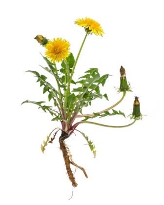 Dandelion weeds, how they spread and how to control them | LebanonTurf