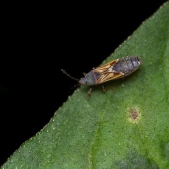 Chinch Bugs Are Turf Insect Pests In Many Areas Lebanonturf Chinch Bugs Are Turf Insect Pests In Many Areas Lebanonturf