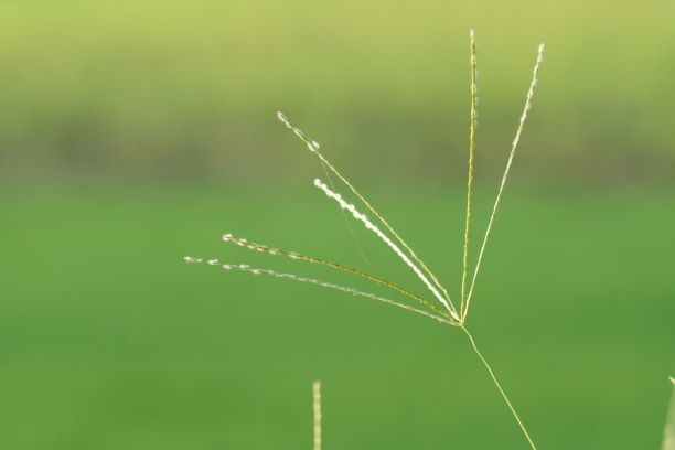 Crabgrass seed on sale