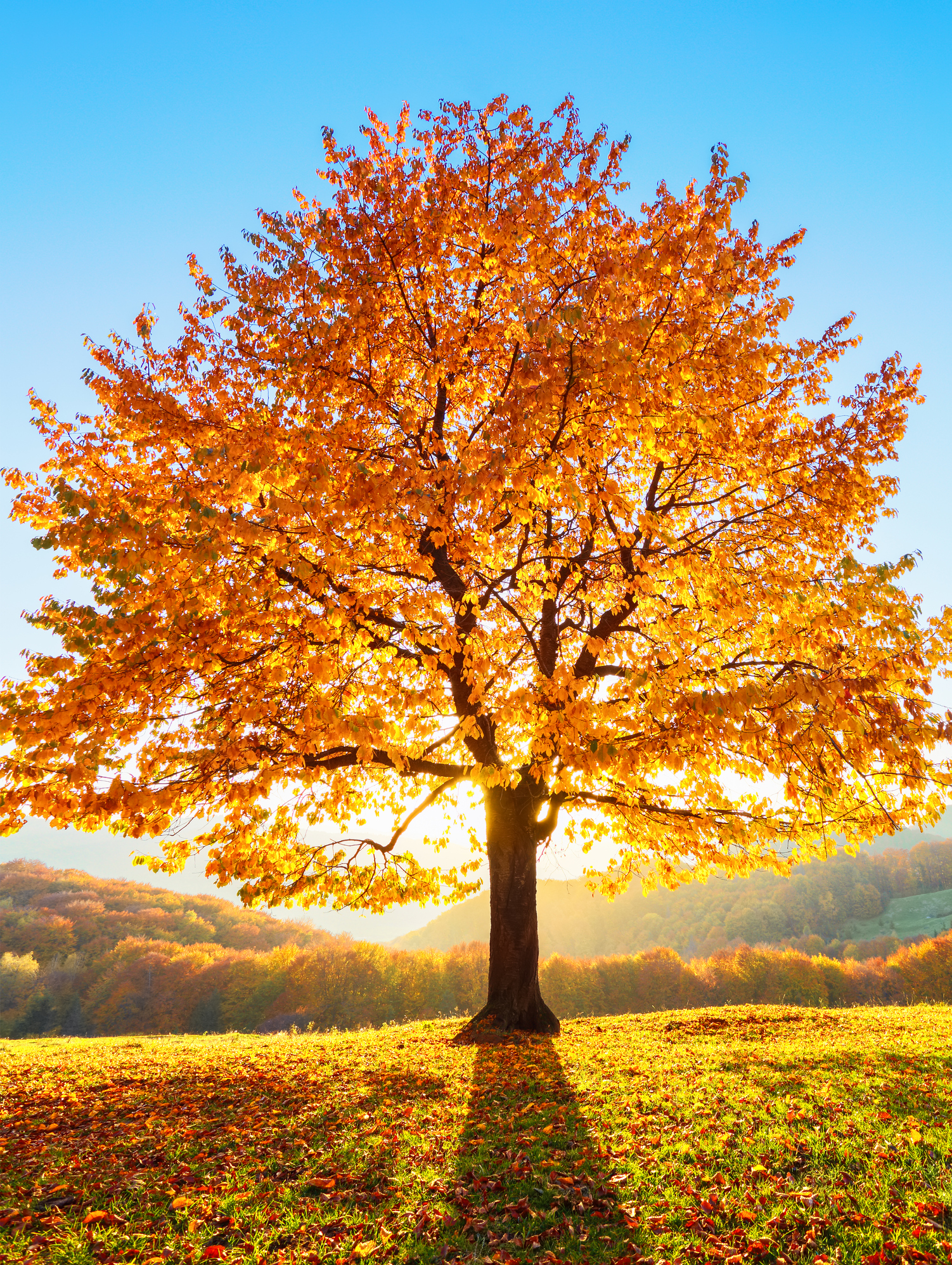 Fall Fertilization of Trees | LebanonTurf